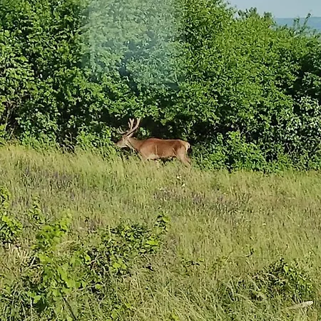 Guest house Napraszallas Vendeghaz 4*